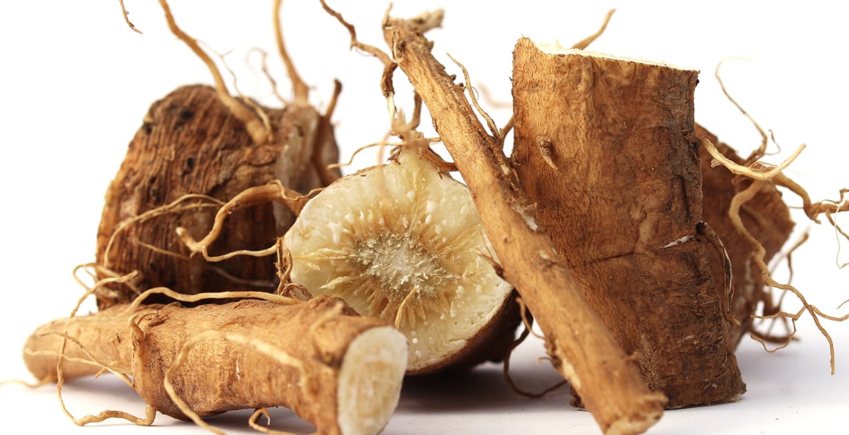 Chicory root bioactives in gut microbiota modulation and metabolic health